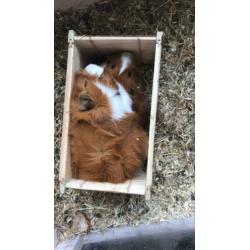 Cavia’s met zelfgemaakt hok.