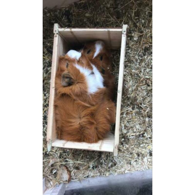 Cavia’s met zelfgemaakt hok.