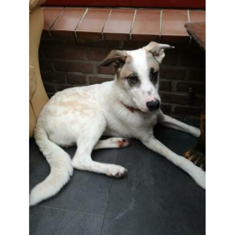 Blackeye is ter adoptie!