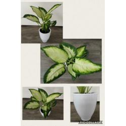 Een prachtige Dieffenbachia in leuke witte sierpot
