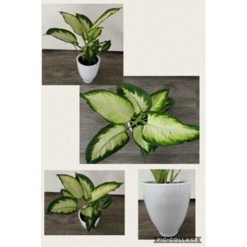 Een prachtige Dieffenbachia in leuke witte sierpot
