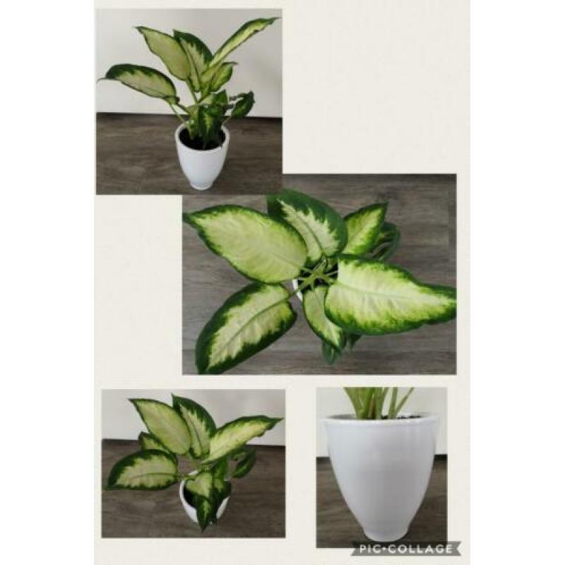Een prachtige Dieffenbachia in leuke witte sierpot