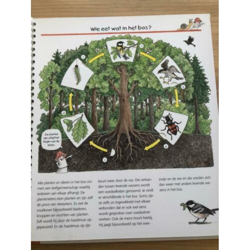 We ontdekken het bos