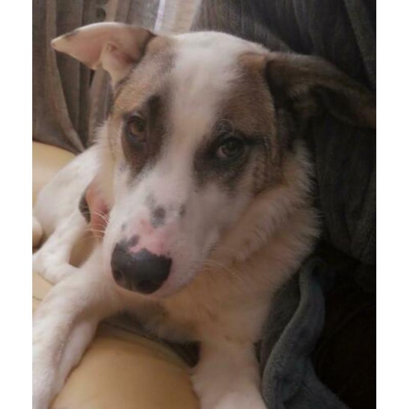 Blackeye is ter adoptie!