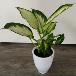 Een prachtige Dieffenbachia in leuke witte sierpot