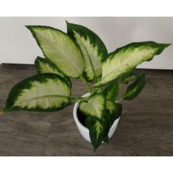 Een prachtige Dieffenbachia in leuke witte sierpot