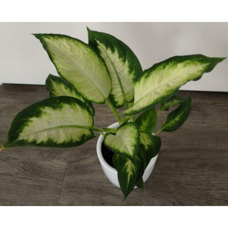 Een prachtige Dieffenbachia in leuke witte sierpot