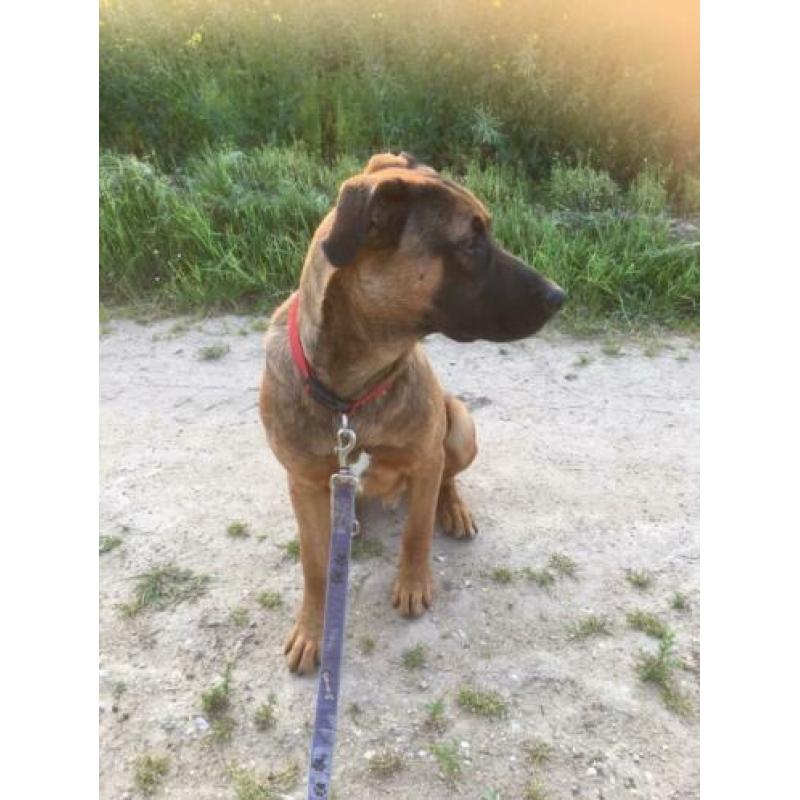 Stafford Mechelse Herder reu 1,5 jaar
