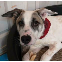 Blackeye is ter adoptie!