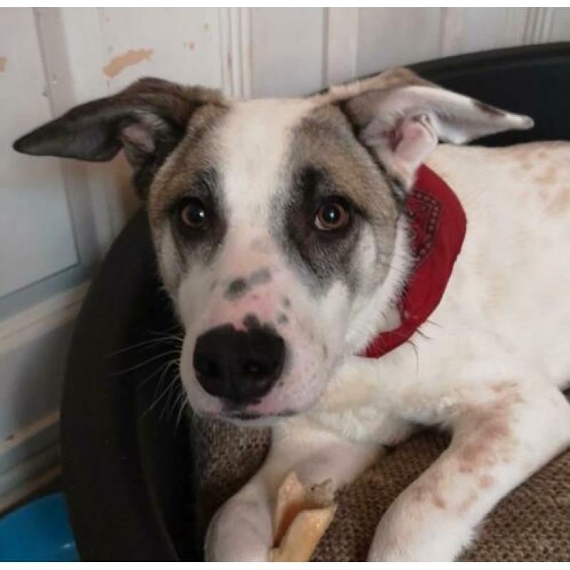 Blackeye is ter adoptie!