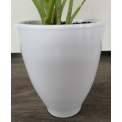 Een prachtige Dieffenbachia in leuke witte sierpot