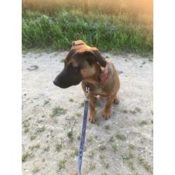 Stafford Mechelse Herder reu 1,5 jaar