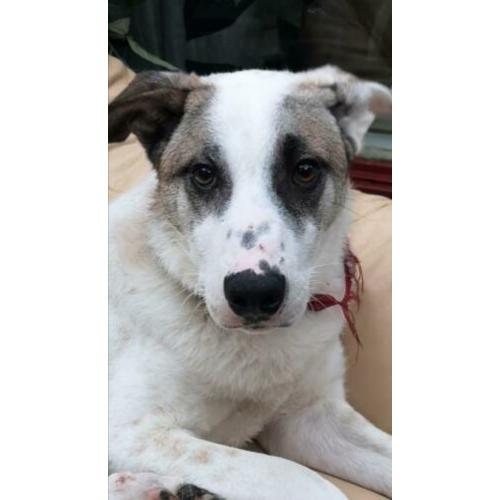 Blackeye is ter adoptie!