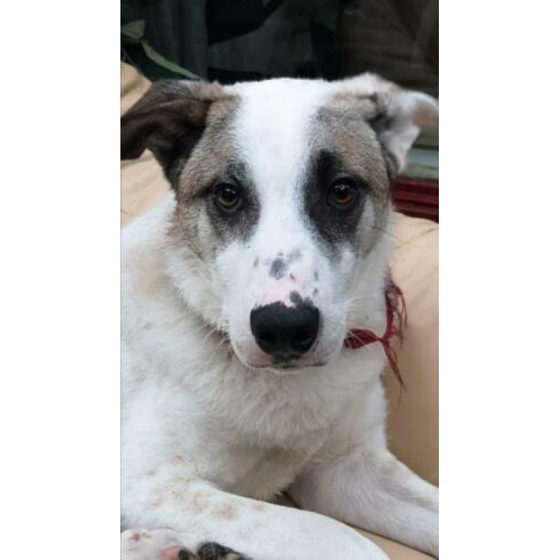 Blackeye is ter adoptie!