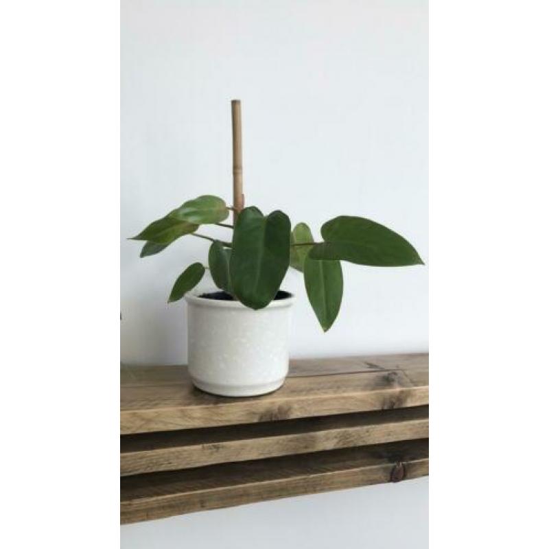 Philodendron painted lady. Ook topstek mogelijk.