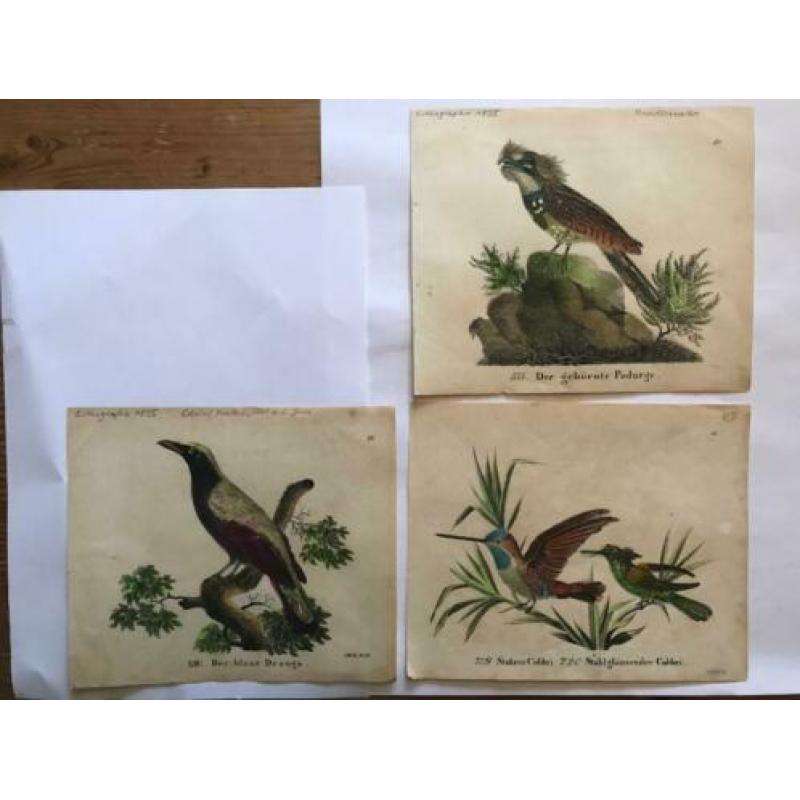 3 gravures Vogels 1835 Kolibri / Nachtzwaluw /blauwe drongo