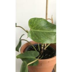 Philodendron painted lady. Ook topstek mogelijk.