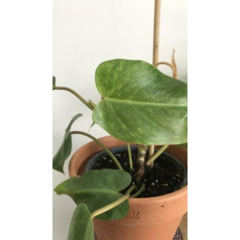 Philodendron painted lady. Ook topstek mogelijk.