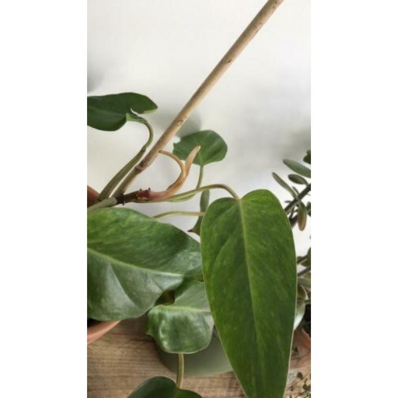 Philodendron painted lady. Ook topstek mogelijk.