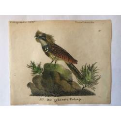 3 gravures Vogels 1835 Kolibri / Nachtzwaluw /blauwe drongo