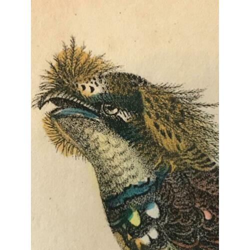 3 gravures Vogels 1835 Kolibri / Nachtzwaluw /blauwe drongo