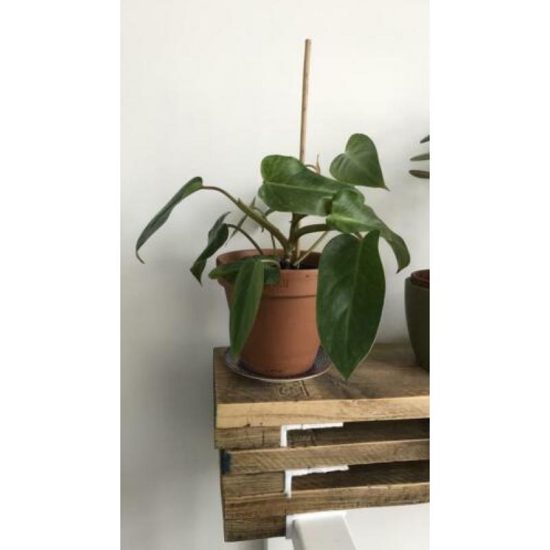 Philodendron painted lady. Ook topstek mogelijk.