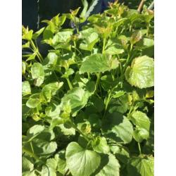 duizendknoop - Persicaria Amplexicaulis zomer tuinplanten