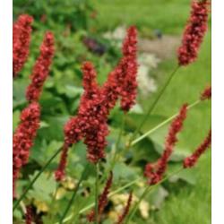 duizendknoop - Persicaria Amplexicaulis zomer tuinplanten