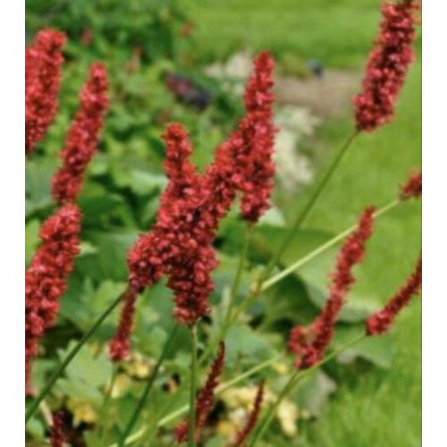 duizendknoop - Persicaria Amplexicaulis zomer tuinplanten