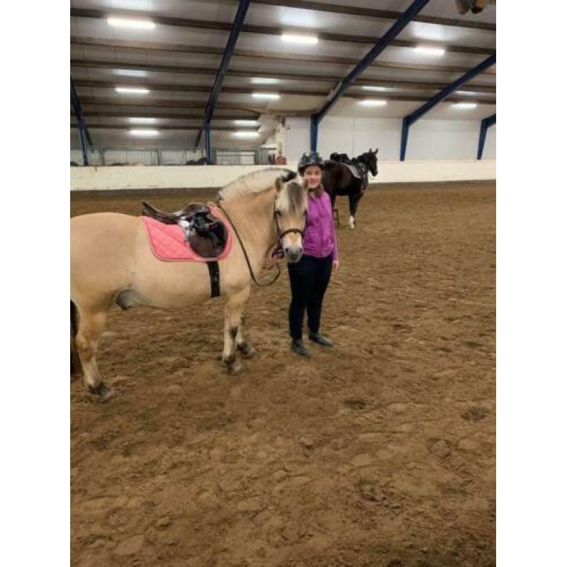 Verzorg paard / pony gezocht