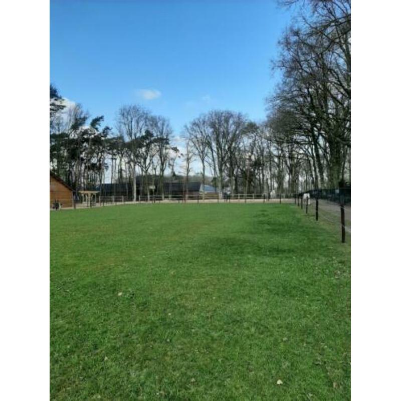 Paddock paradise met wei heeft plek voor 1 of 2 ponies