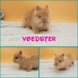 Jonge en volwassenen konijnen teddydwerg löffelorh Lionhead