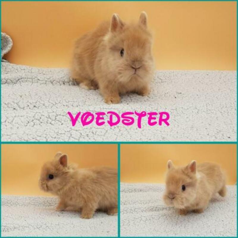 Jonge en volwassenen konijnen teddydwerg löffelorh Lionhead
