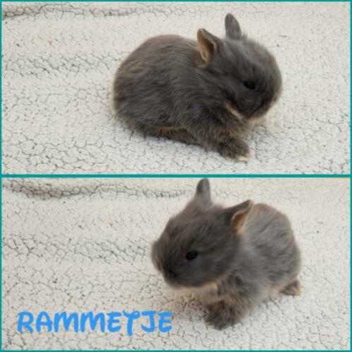 Jonge en volwassenen konijnen teddydwerg löffelorh Lionhead