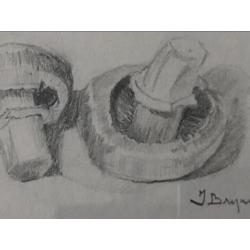 Fraaie potloodtekening van 2 champignons