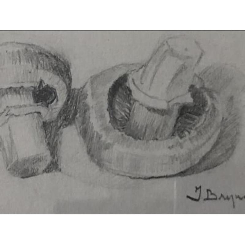 Fraaie potloodtekening van 2 champignons