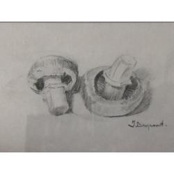 Fraaie potloodtekening van 2 champignons
