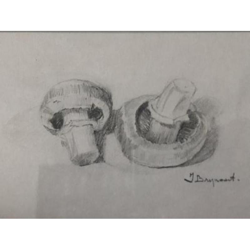 Fraaie potloodtekening van 2 champignons