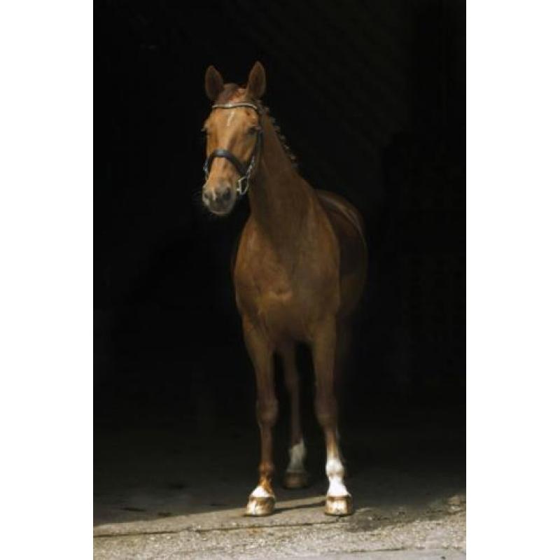 Leuke allrounder!