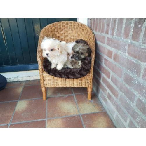 Hele leuke shih tzu x pekingnees pups