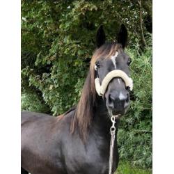 4 jarige zwarte tuigpaard merrie