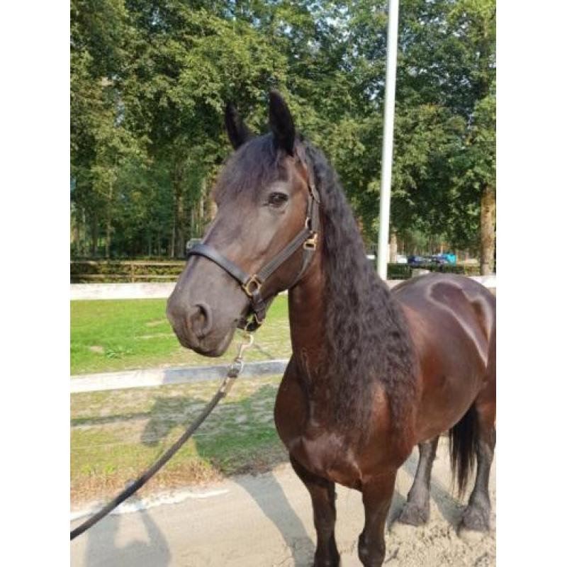 Super brave allround Friese merrie van 10jr te koop!