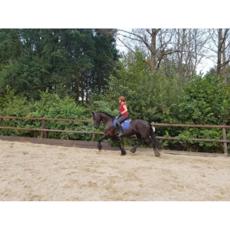 Super brave allround Friese merrie van 10jr te koop!