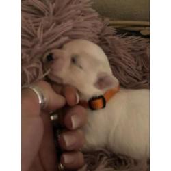 Prachtige raszuivere Maltezer pups