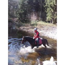 Lieve allround nrps merrie