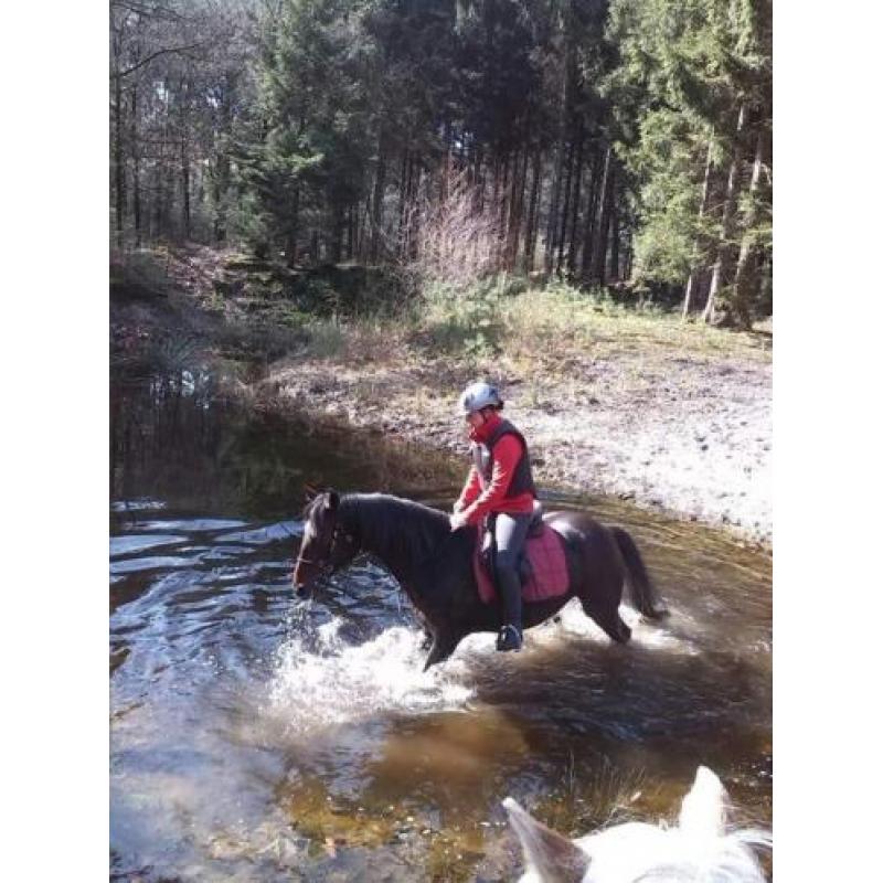 Lieve allround nrps merrie
