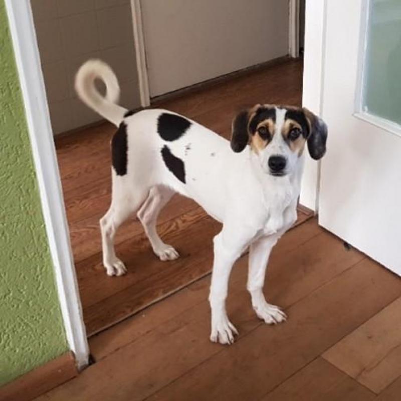 Superleuke pup kr beagle boerenfox