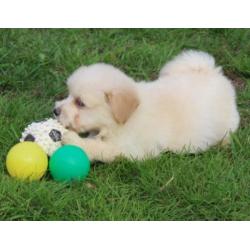 Kruising Dwergkees pups