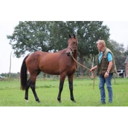te koop KWPN ruin