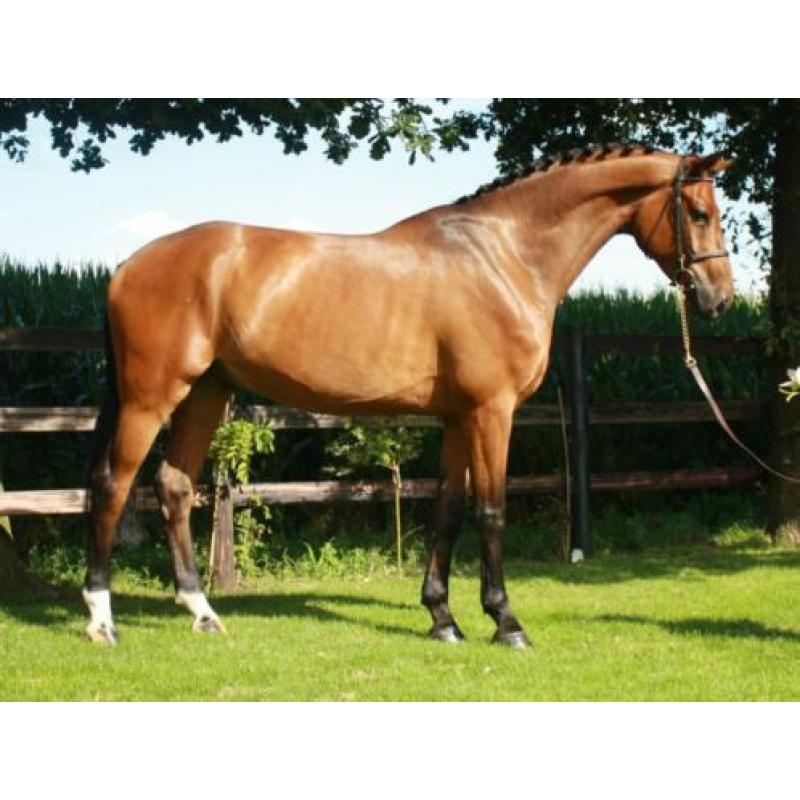 **Springpaarden met kwaliteit gezocht**